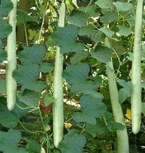 Кабачок Лагенария обыкновенная фото