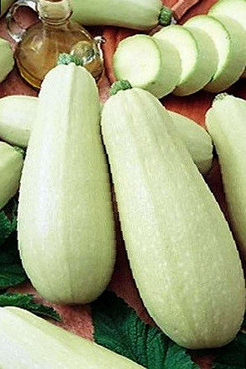 Кабачок Ролик фото