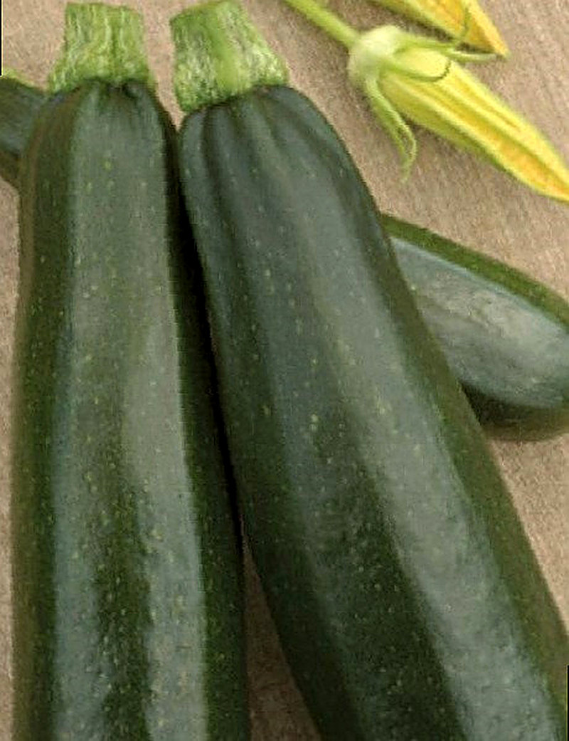 Кабачок Скворушка фото