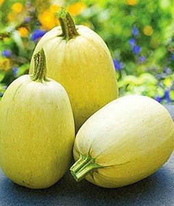 Кабачок Тиволи F1 фото