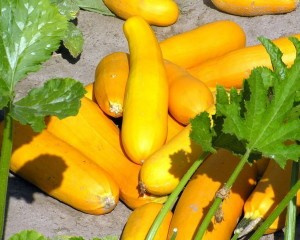 Кабачок Золотинка фото