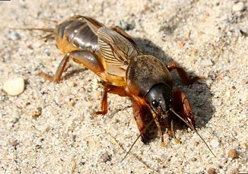 Как бороться с медведкой на огороде
