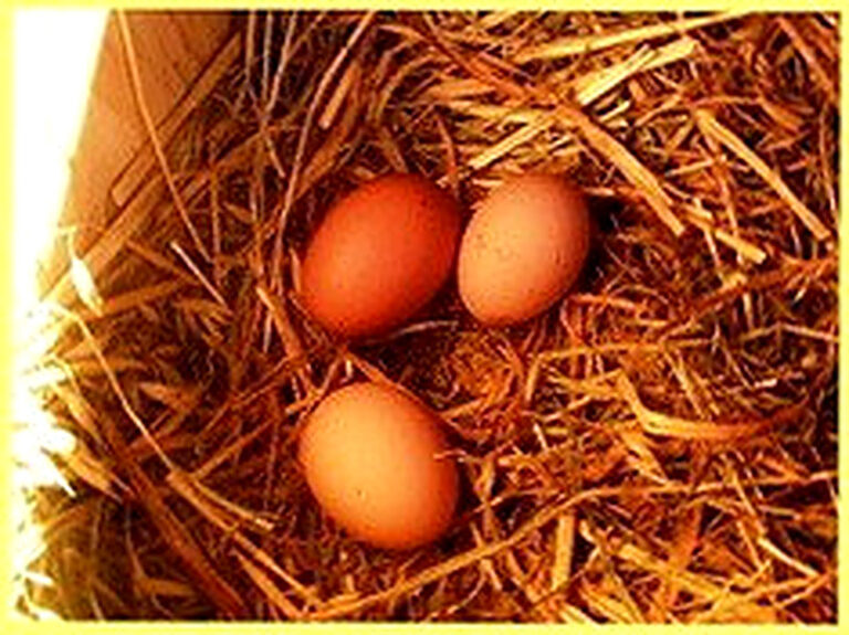 Как сделать гнездо для кур несушек чтобы не клевали яйца