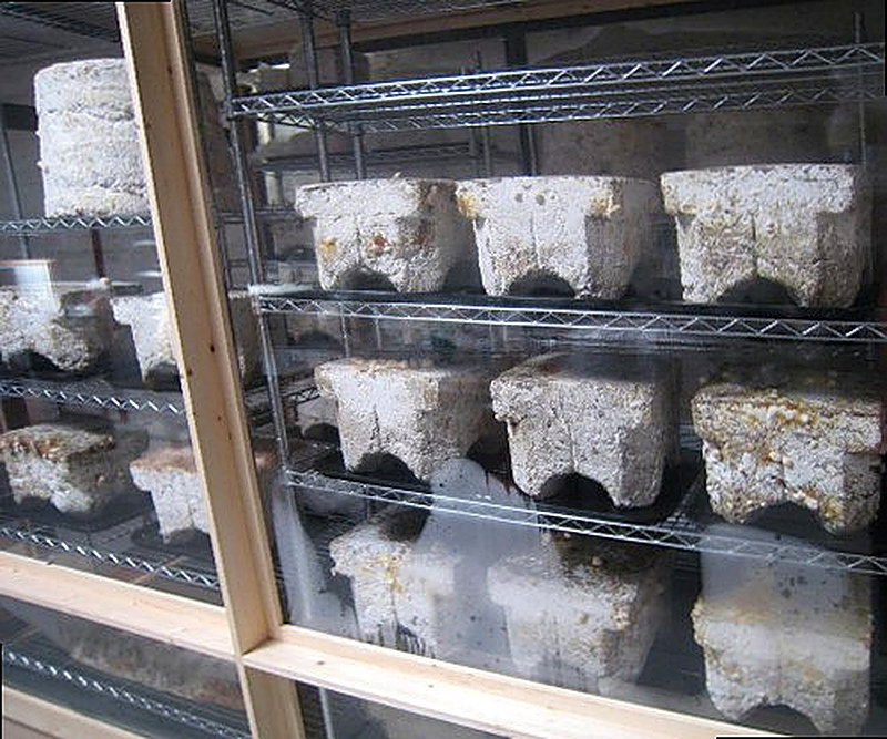 Как выращивать шампиньоны в брикетах