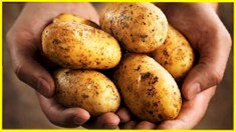 Как вырастить большой урожай картофеля