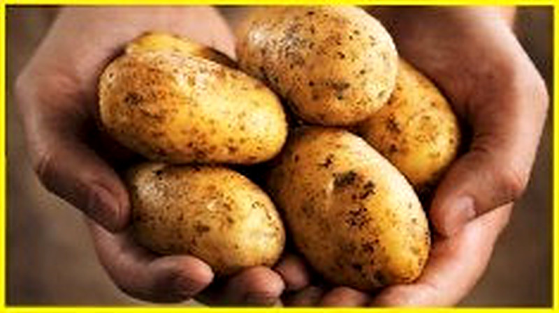 Как вырастить большой урожай картофеля