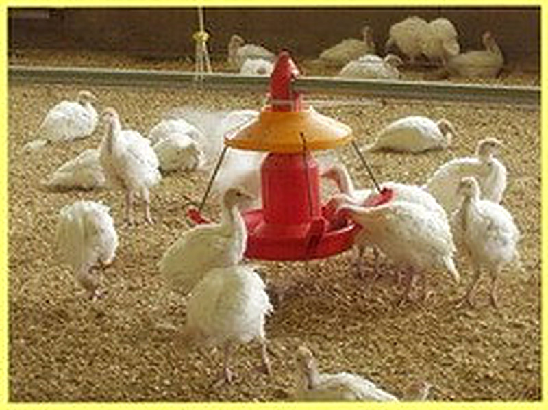 Как вырастить индюшат в домашних условиях