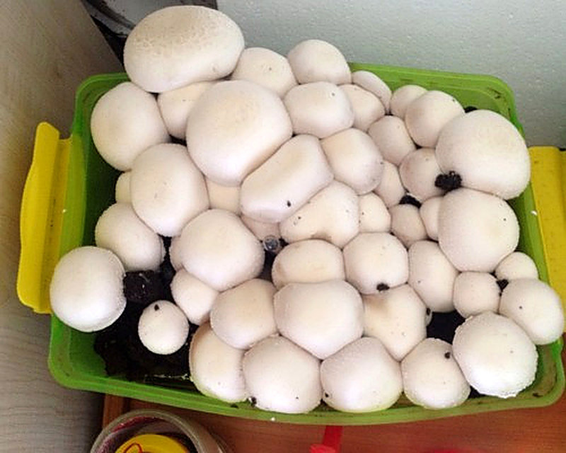 Как вырастить шампиньоны дома на полке