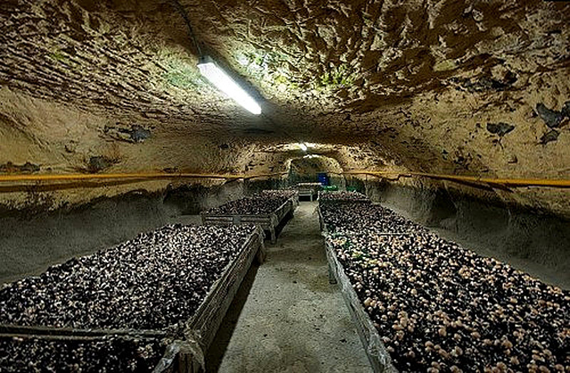 Как вырастить шампиньоны на грядке