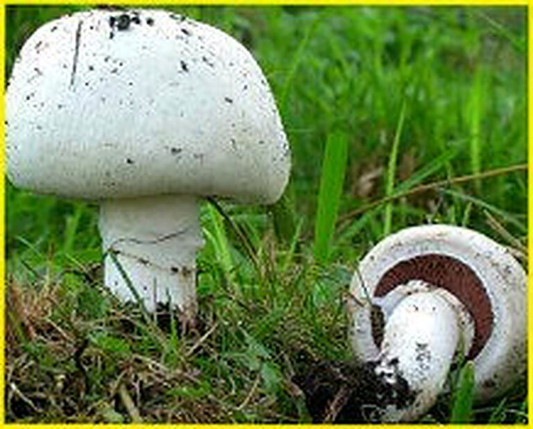 Как вырастить шампиньоны в домашних условиях пошагово