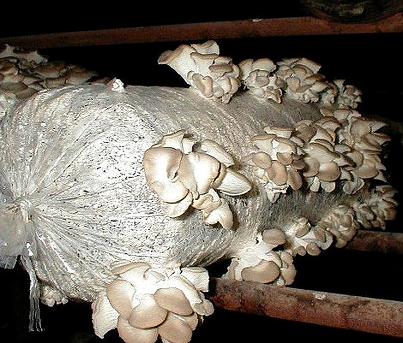 Как вырастить шампиньоны в мешке