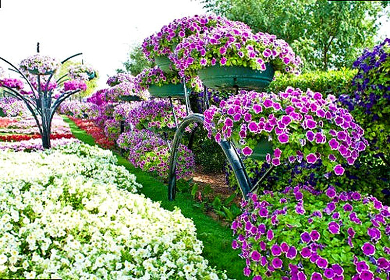 Каскадные сорта петуний фото