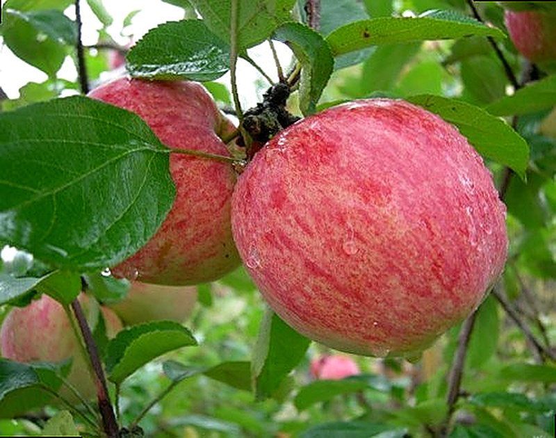 Сорта яблонь коричное полосатое