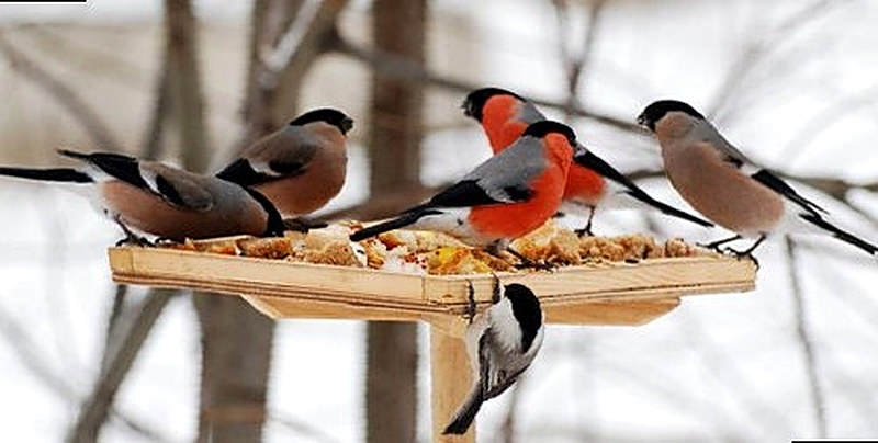Корм для диких птиц какой выбрать