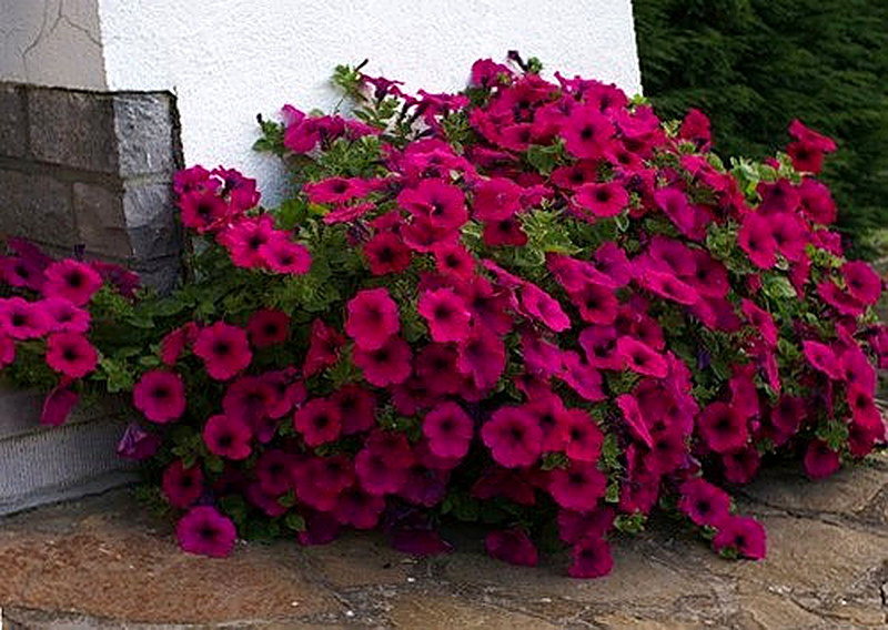 Кустовые петунии фото