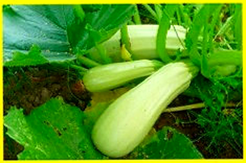 Лучшие сорта кабачков для открытого грунта