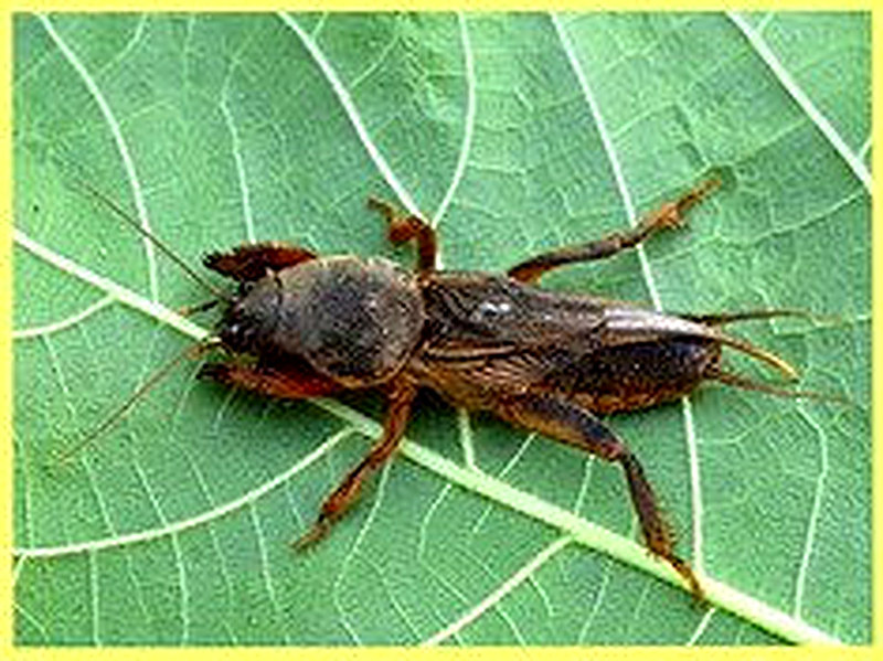 Медведка фото и описание как бороться