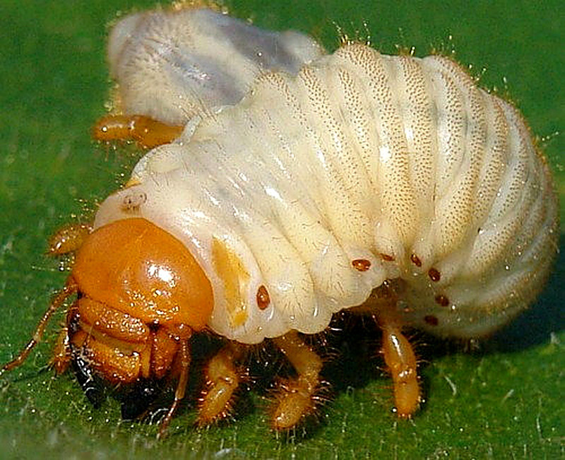 Медведка фото и описание личинки