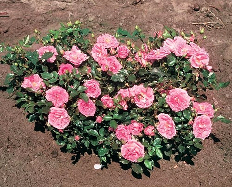 Миниатюрные розы фото