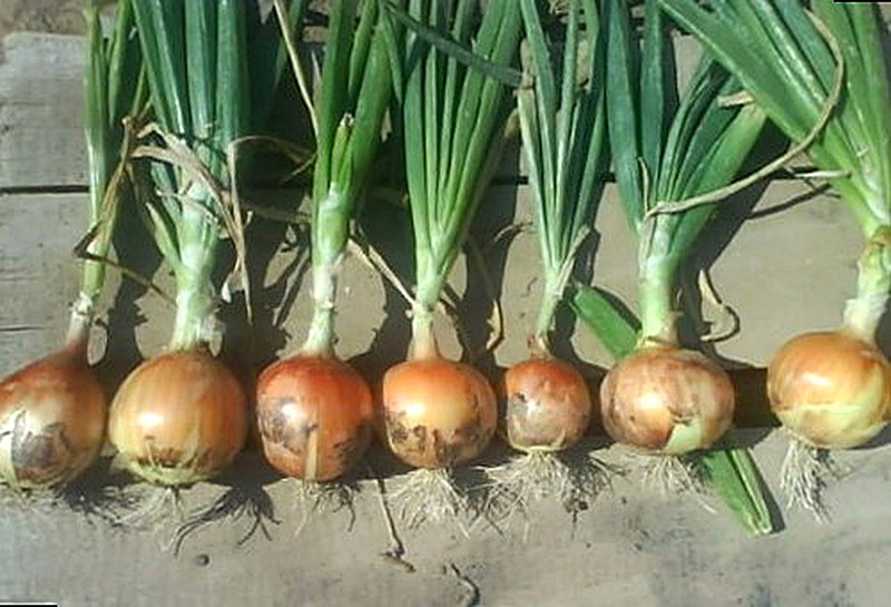 Молдавский сорт лука фото