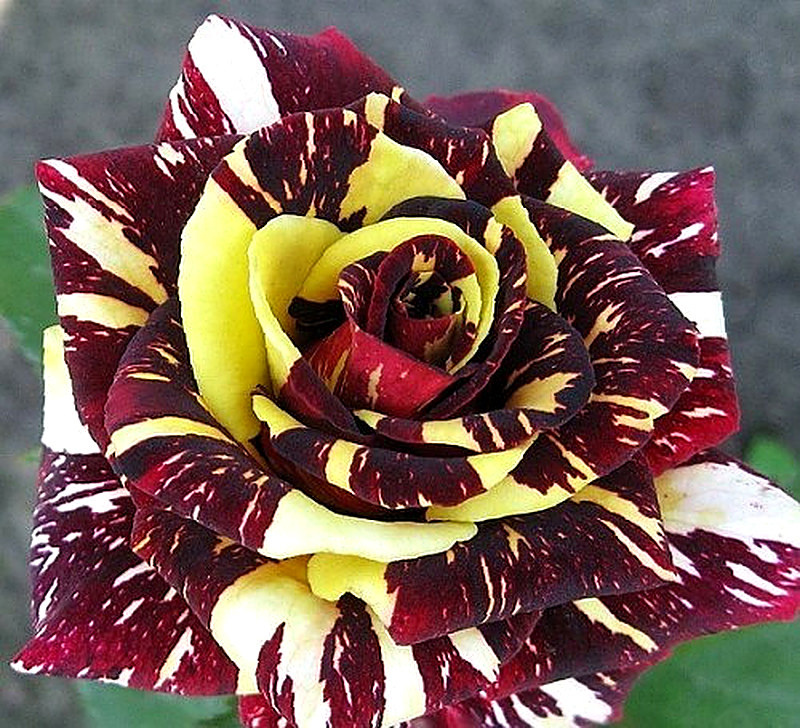 Необыкновенные сорта роз фото