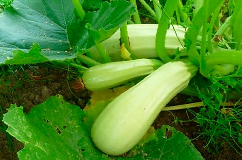 Одесский 52 кустовой кабачок фото