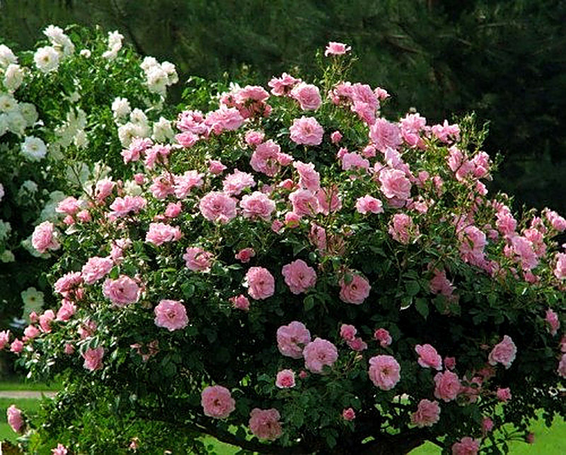 Парковые розы фото