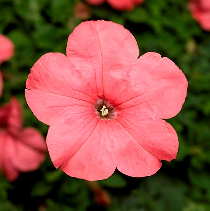 Петуния Дуве фото