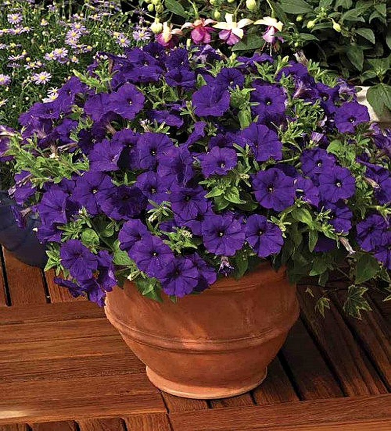 Петуния Пикобелла фото