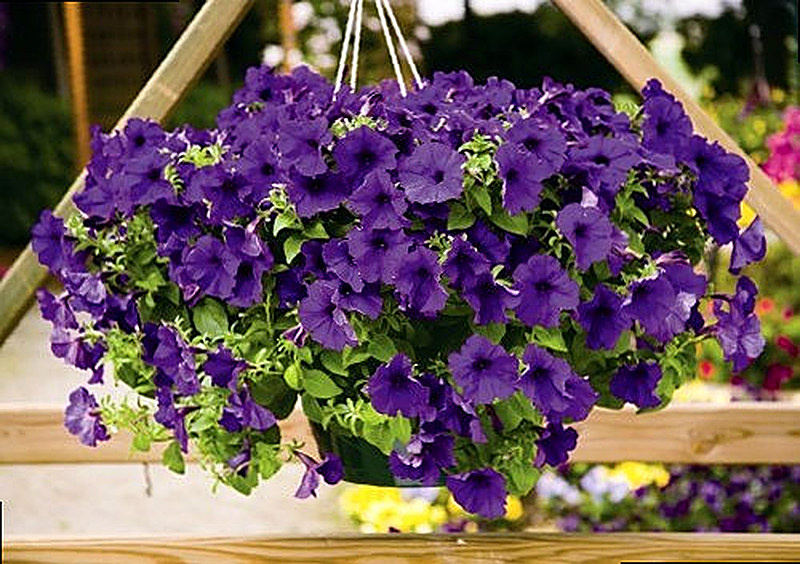 Петуния Плюш фото