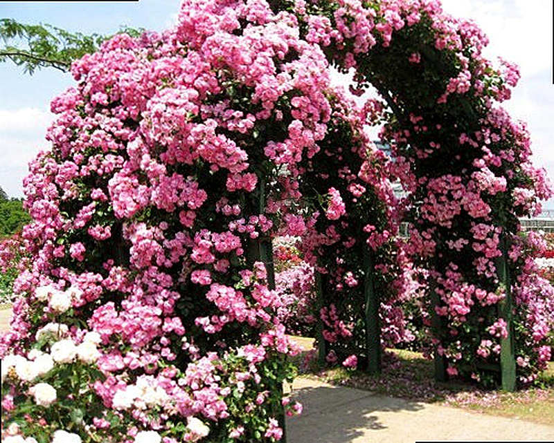 Плетистые розы фото