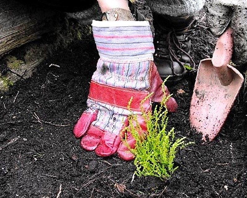 Подготовка грунта перед посадкой вереска