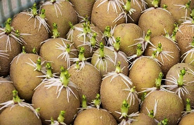 Подготовка клубней картофеля к посадке