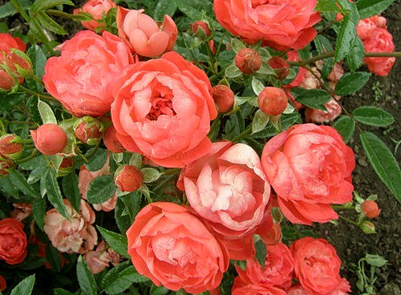 Полиантовые розы фото