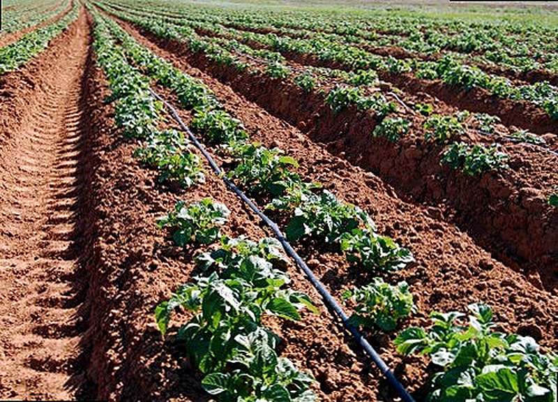 Посадка картофеля голландским методом