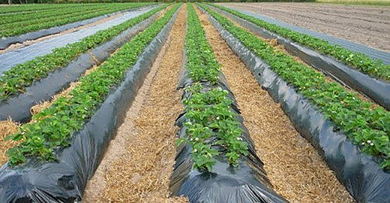 Посадка картофеля под черную пленку