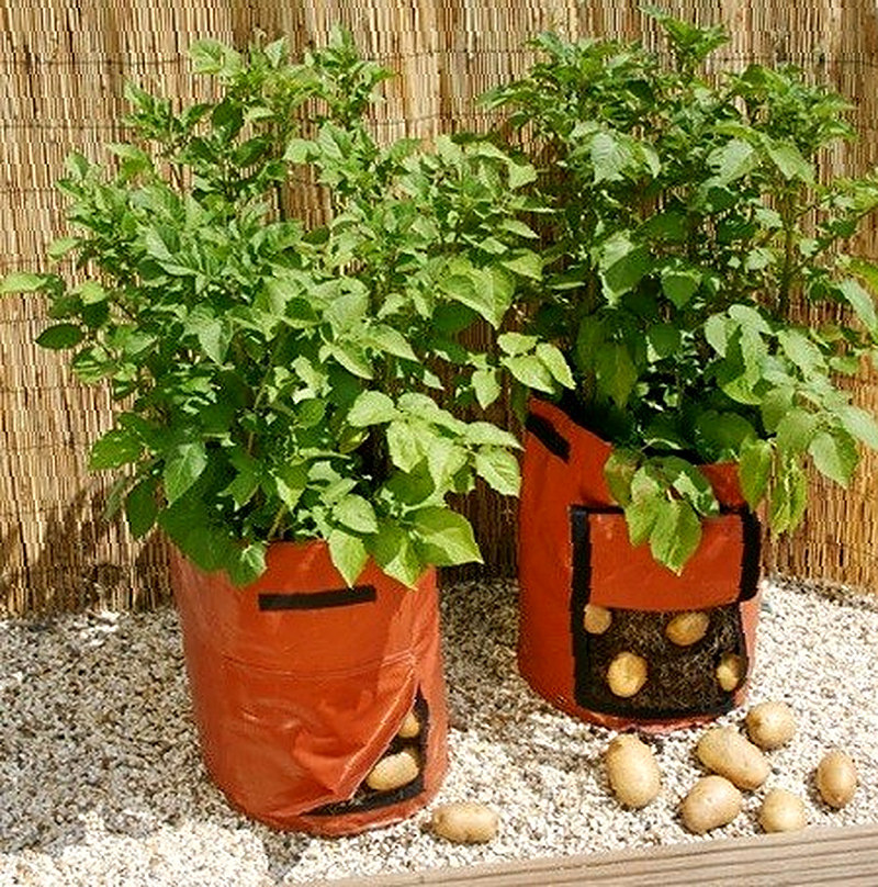 Посадка картофеля в мешках и бочках