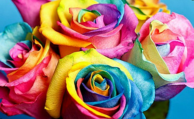 Радужные розы фото