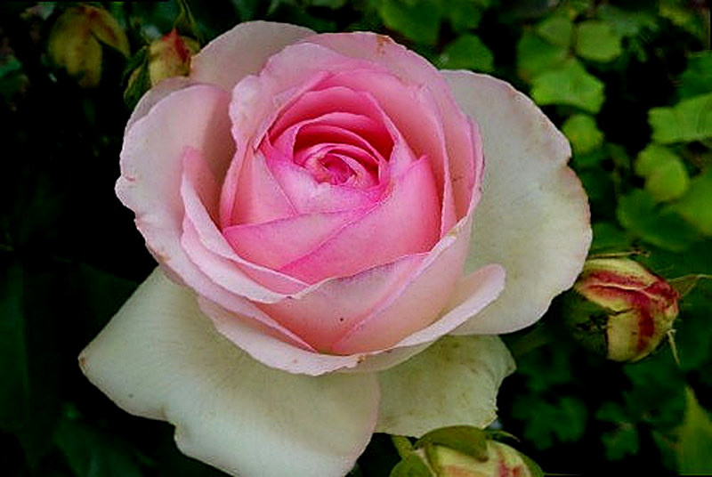 Райские розы фото