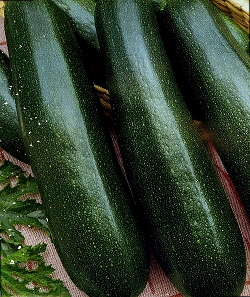 Ранний кабачок красавец фото