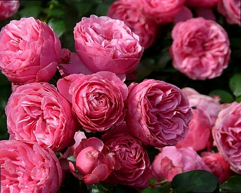 Розы Флорибунда фото