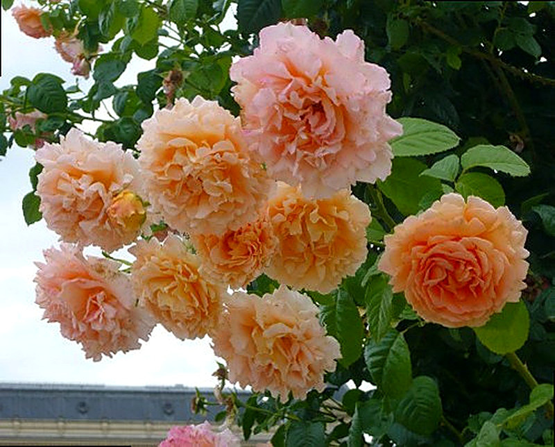 Розы Polka фото