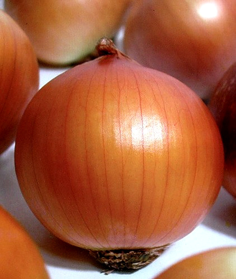 Сибирский однолетний сорт лука