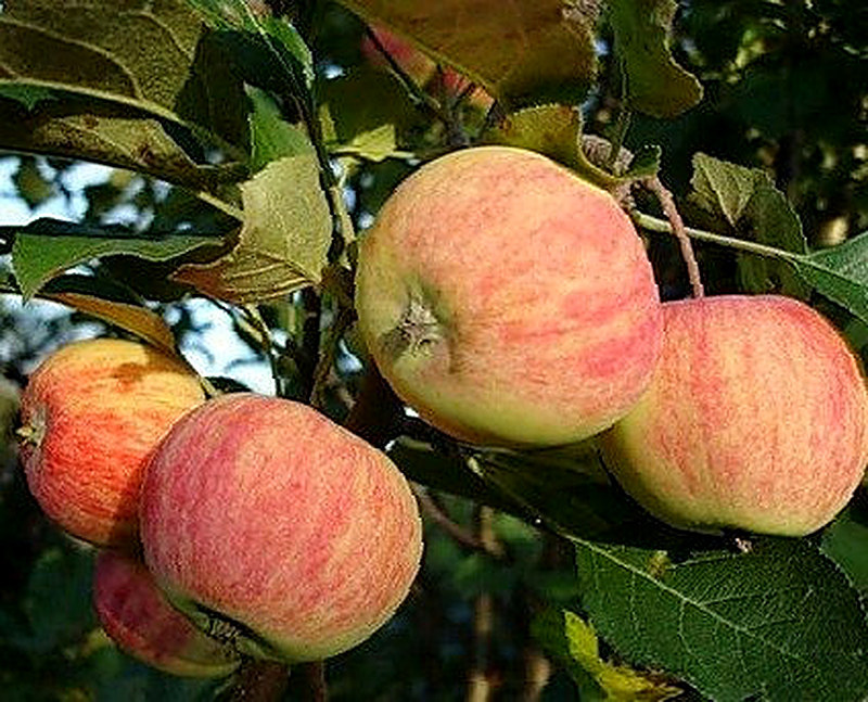 Сорт Яблони Боровинка фото