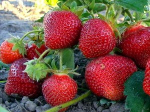 сорт клубники хоней фото