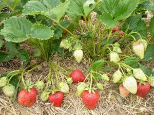 Сорт Клубники Альба фото