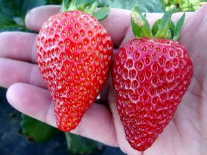 Сорт Клубники Альбион фото