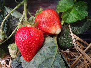 Сорт Клубники Ароза