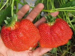 Сорт Клубники Азия фото