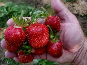 Сорт Клубники Царица фото